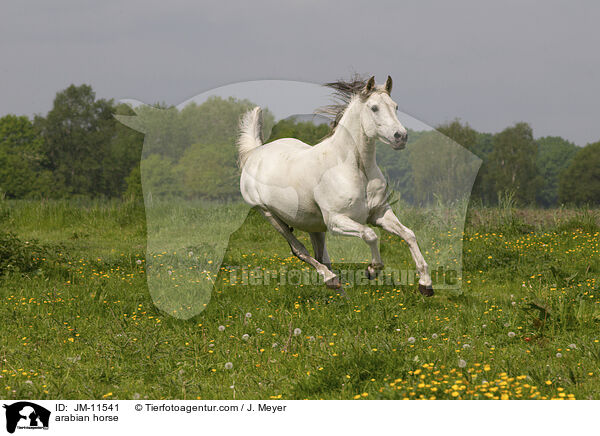 arabian horse / JM-11541