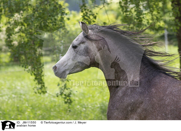 arabian horse / JM-11550