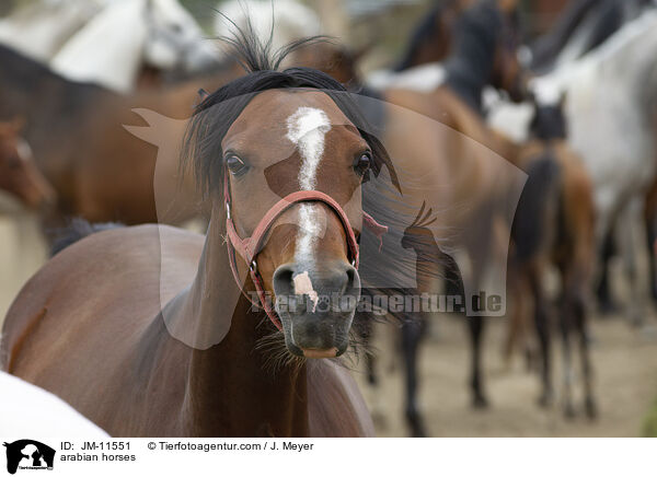 arabian horses / JM-11551
