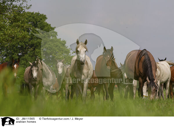 arabian horses / JM-11565