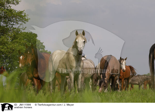 arabian horses / JM-11566