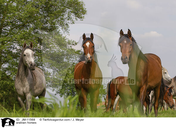 arabian horses / JM-11568