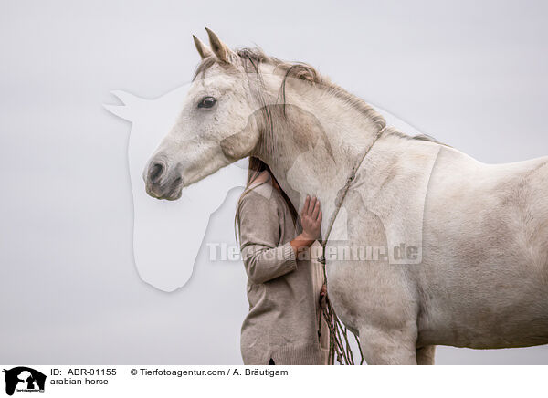 arabian horse / ABR-01155