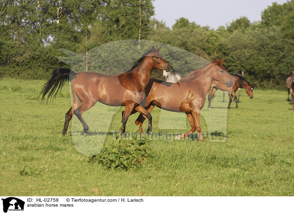 arabian horse mares / HL-02758