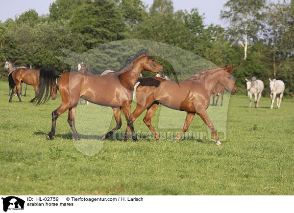 arabian horse mares / HL-02759