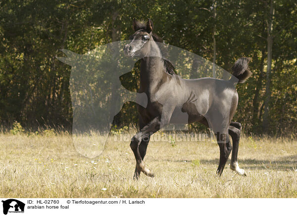 arabian horse foal / HL-02760