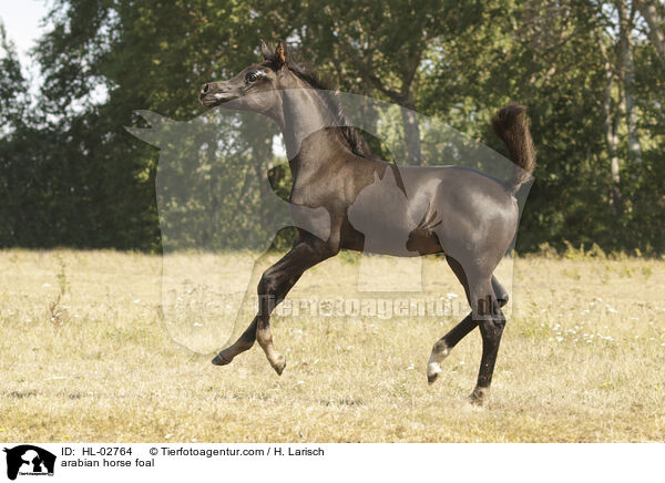 arabian horse foal / HL-02764