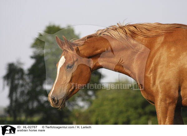 arabian horse mare / HL-02767