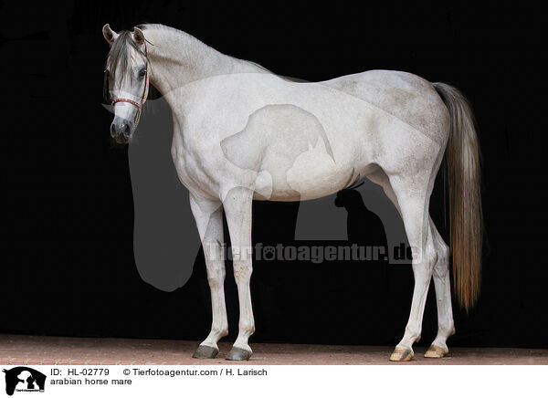 arabian horse mare / HL-02779