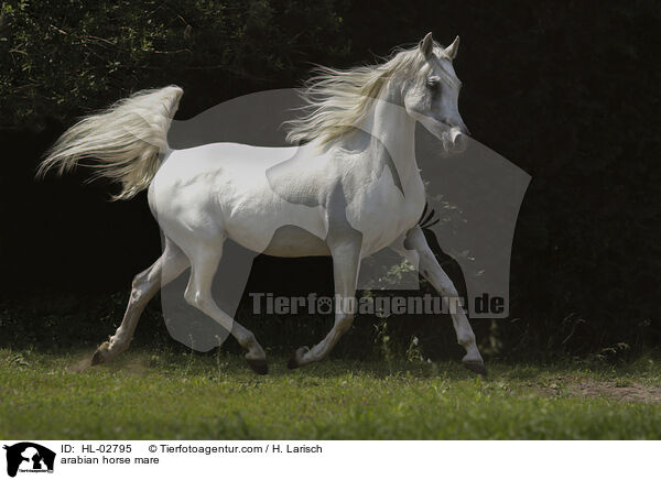 arabian horse mare / HL-02795