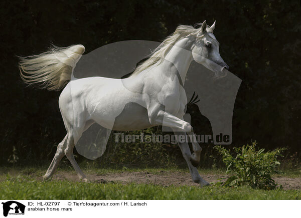 arabian horse mare / HL-02797