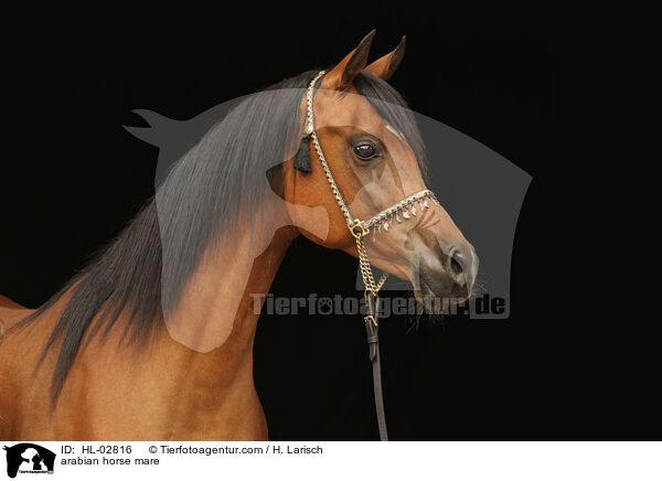 arabian horse mare / HL-02816