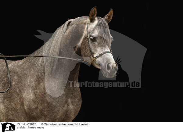 arabian horse mare / HL-02821