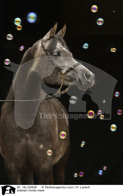 arabian horse mare / HL-02826