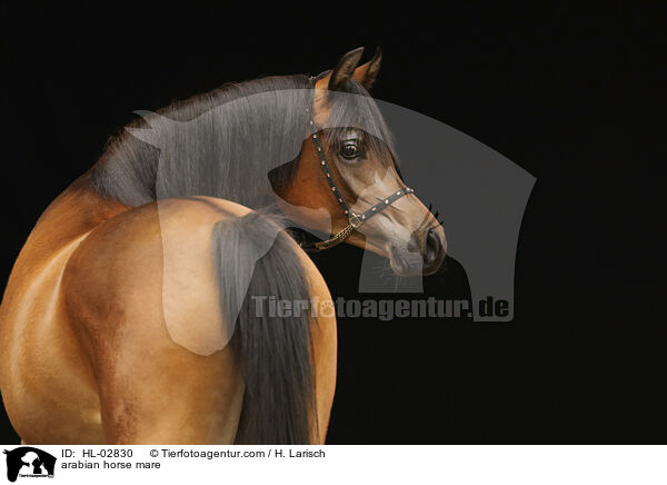 arabian horse mare / HL-02830
