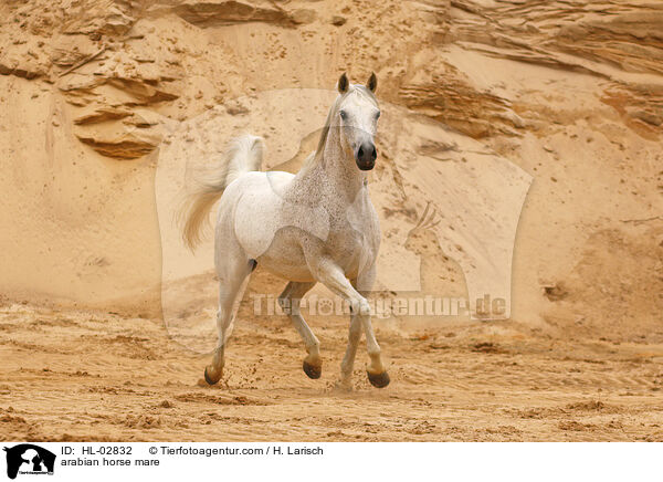 arabian horse mare / HL-02832