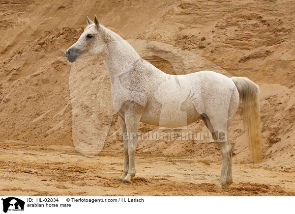 arabian horse mare / HL-02834