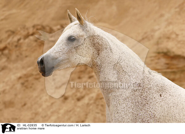 arabian horse mare / HL-02835