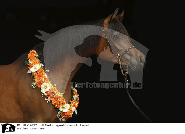 arabian horse mare / HL-02837
