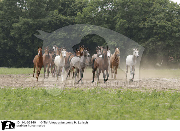 arabian horse mares / HL-02840