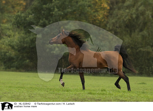 arabian horse mare / HL-02842