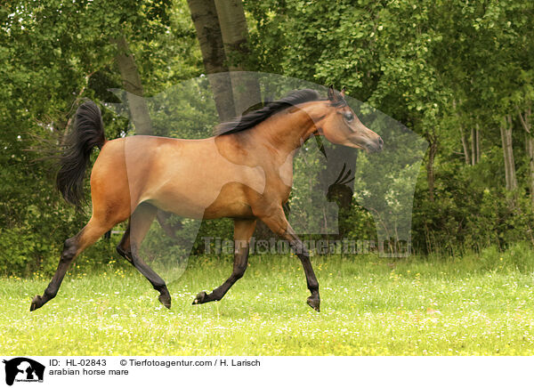 arabian horse mare / HL-02843