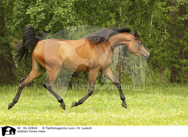 arabian horse mare / HL-02844