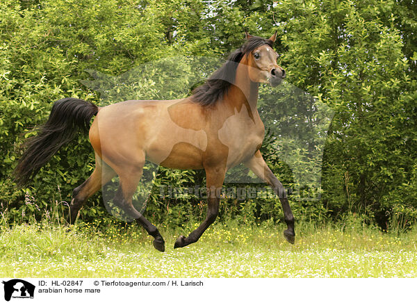 arabian horse mare / HL-02847