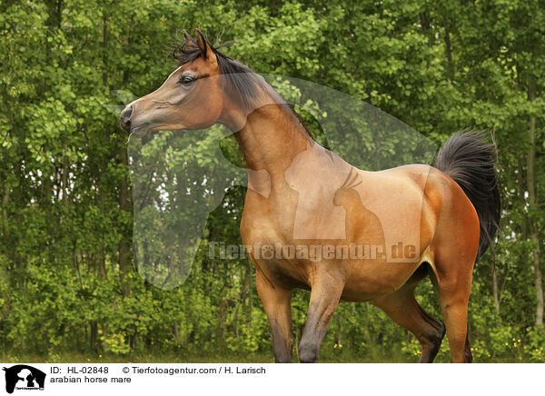 arabian horse mare / HL-02848