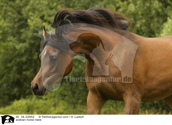arabian horse mare / HL-02852