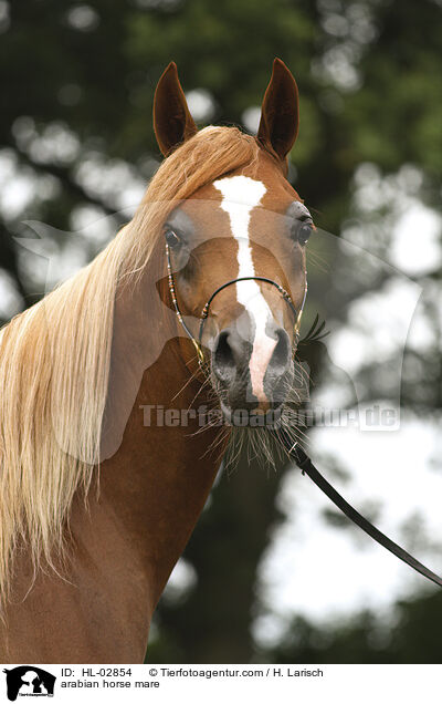 arabian horse mare / HL-02854