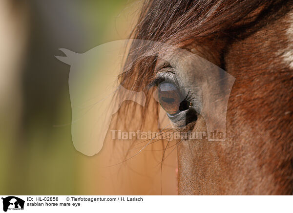 arabian horse mare eye / HL-02858