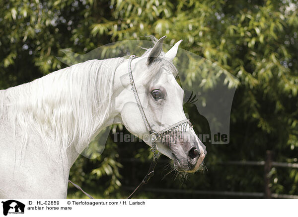 arabian horse mare / HL-02859