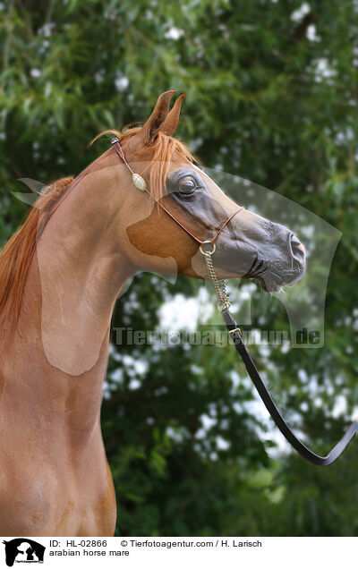 arabian horse mare / HL-02866