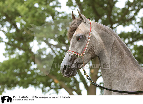 arabian horse mare / HL-02874