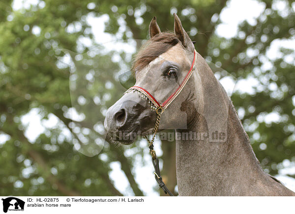 arabian horse mare / HL-02875