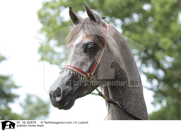 arabian horse mare / HL-02878
