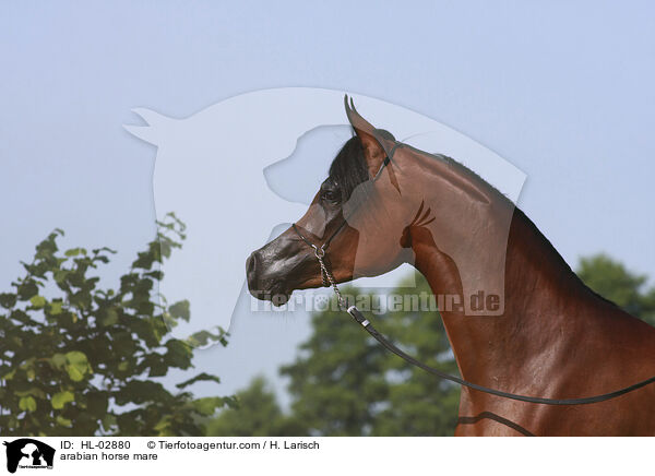 arabian horse mare / HL-02880