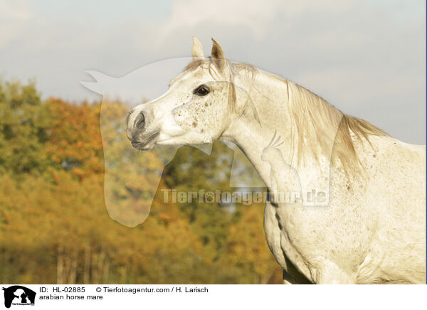 arabian horse mare / HL-02885
