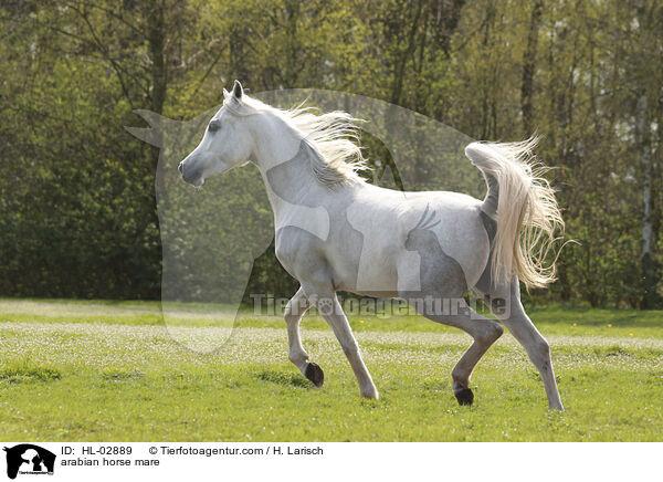arabian horse mare / HL-02889