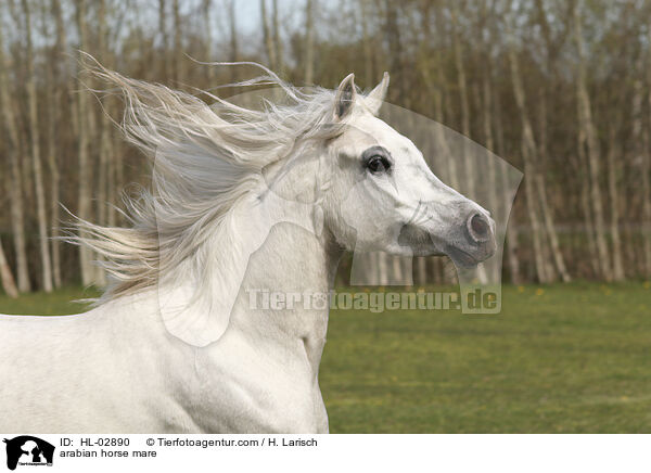 arabian horse mare / HL-02890