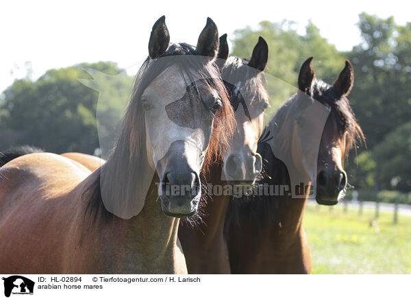 arabian horse mares / HL-02894