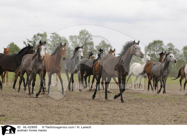 arabian horse mares / HL-02895
