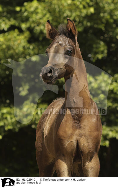 arabian horse foal / HL-02910