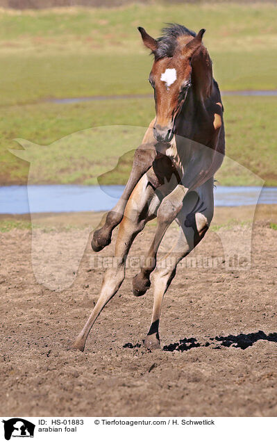 arabian foal / HS-01883