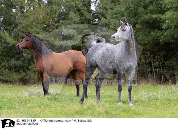 arabian stallions / HS-01885