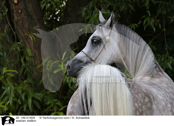 arabian stallion / HS-01909