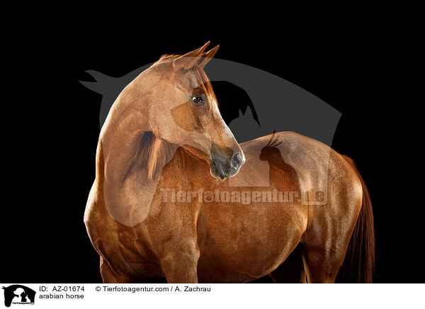 arabian horse / AZ-01674