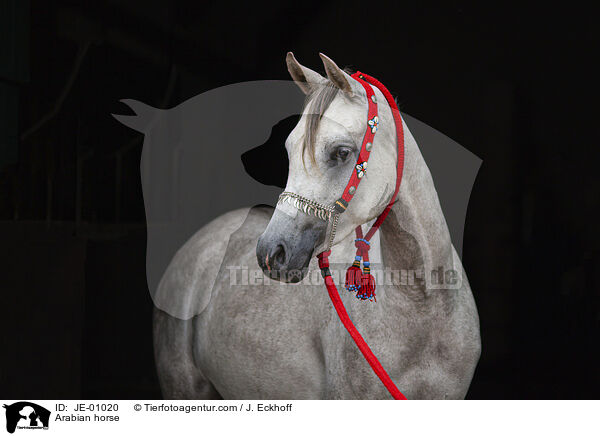Arabian horse / JE-01020