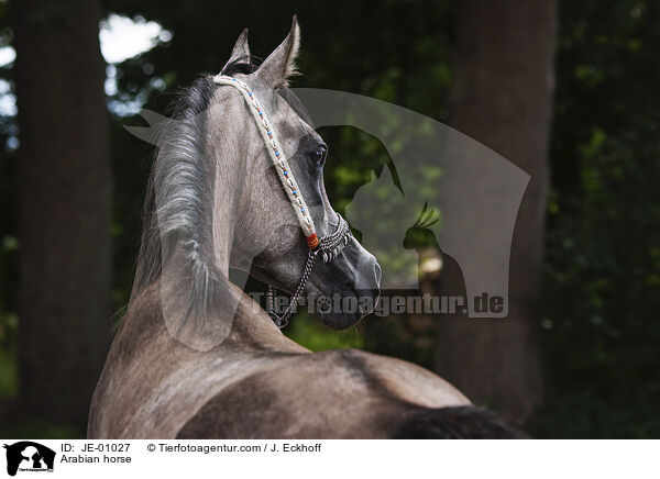 Arabian horse / JE-01027